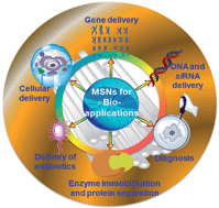 Graphical abstract: Mesoporous silica nanoparticles for bioadsorption, enzyme immobilisation, and delivery carriers