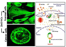 Graphical abstract: Rapid dissolution of ZnO nanocrystals in acidic cancer microenvironment leading to preferential apoptosis
