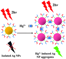 Graphical abstract: Two-photon ratiometric sensing of Hg2+ by using cysteine functionalized Ag nanoparticles