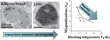 Graphical abstract: Nanomagnetism reveals the intracellular clustering of iron oxide nanoparticles in the organism