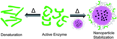 Graphical abstract: Multifunctional nanoadditives for the thermodynamic and kinetic stabilization of enzymes
