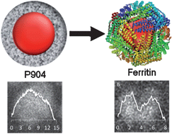 Graphical abstract: From synthetic to natural nanoparticles: monitoring the biodegradation of SPIO (P904) into ferritin by electron microscopy