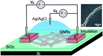 Graphical abstract: A graphene nanoribbon network and its biosensing application