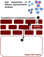 Graphical abstract: Mechanism and determinants of nanoparticle penetration through human skin