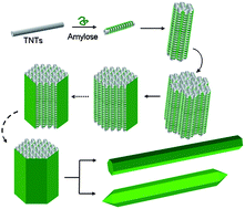 Graphical abstract: Bio-inspired hierarchical self-assembly of nanotubes into multi-dimensional and multi-scale structures