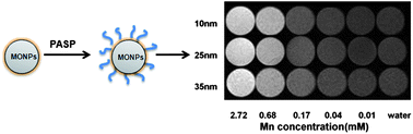 Graphical abstract: Polyaspartic acid coated manganese oxide nanoparticles for efficient liver MRI