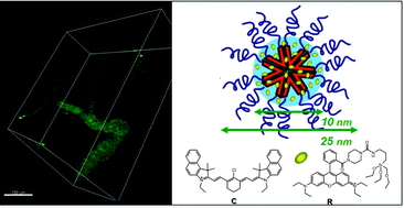 Graphical abstract: Multicolor core/shell silica nanoparticles for in vivo and ex vivo imaging