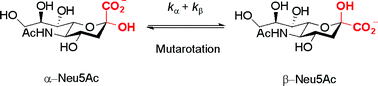 Graphical abstract: A mechanistic study of sialic acid mutarotation: Implications for mutarotase enzymes