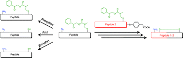 Graphical abstract: N-Methyl-phenacyloxycarbamidomethyl (Pocam) group: a novel thiol protecting group for solid-phase peptide synthesis and peptide condensation reactions