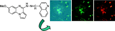 Graphical abstract: Pyrroloquinoxaline hydrazones as fluorescent probes for amyloid fibrils