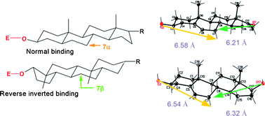 Graphical abstract: Hydroxylation of DHEA, androstenediol and epiandrosterone by Mortierella isabellinaAM212. Evidence indicating that both constitutive and inducible hydroxylases catalyze 7α- as well as 7β-hydroxylations of 5-ene substrates