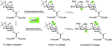Graphical abstract: Synthesis of fluorinated Thomsen–Friedenreich antigens: direct deoxyfluorination of αGalNAc-threonine tert-butyl esters