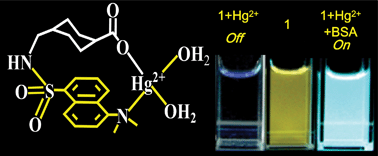 Graphical abstract: Protein assisted fluorescence enhancement of a dansyl containing fluorescent reagent: Detection of Hg+ ion in aqueous medium