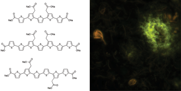Graphical abstract: Synthesis of a library of oligothiophenes and their utilization as fluorescent ligands for spectral assignment of protein aggregates