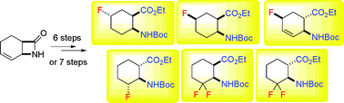 Graphical abstract: Regio- and diastereoselective fluorination of alicyclic β-amino acids