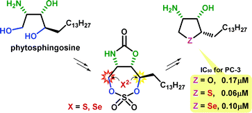 Graphical abstract: Syntheses of sulfur and selenium analogues of pachastrissamine via double displacements of cyclic sulfate