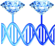 Graphical abstract: Diamondoid-modified DNA