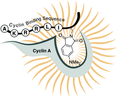 Graphical abstract: Rational design of a cyclin A fluorescent peptide sensor