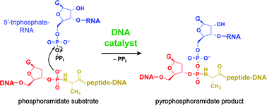 Graphical abstract: DNA-catalyzed reactivity of a phosphoramidate functional group and formation of an unusual pyrophosphoramidate linkage