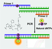 Graphical abstract: Monitoring the site-specific incorporation of dual fluorophore-quencher base analogues for target DNA detection by an unnatural base pair system