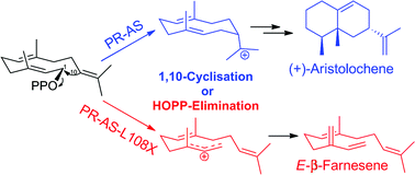 Graphical abstract: Templating effects in aristolochene synthase catalysis: elimination versus cyclisation