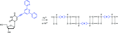 Graphical abstract: Metal-mediated DNA assembly using the ethynyl linked terpyridine ligand