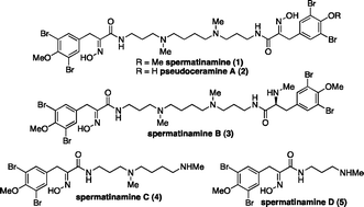 Graphical abstract: Syntheses of pseudoceramines A–D and a new synthesis of spermatinamine, bromotyrosine natural products from marine sponges