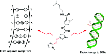 Graphical abstract: Synthesis of directly linked diazine isosteres of pyrrole-polyamide that photochemically cleave DNA