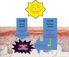 Graphical abstract: UVA and endogenous photosensitizers – the detection of singlet oxygen by its luminescence