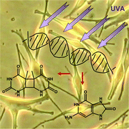 Graphical abstract: The specificity of UVA-induced DNA damage in human melanocytes