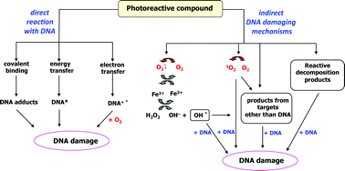 Graphical abstract: DNA damage spectra induced by photosensitization