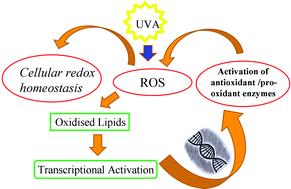 Graphical abstract: Modulation of gene expression by the oxidative stress generated in human skin cells by UVA radiation and the restoration of redox homeostasis