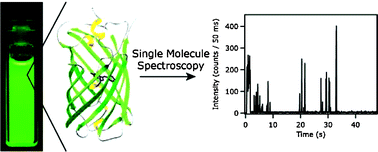 Graphical abstract: Spectroscopic characterization of Venus at the single molecule level