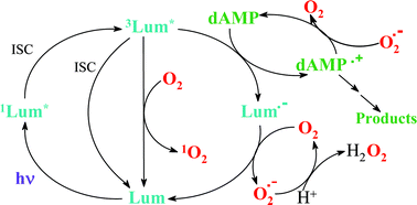 Graphical abstract: Mechanism of electron transfer processes photoinduced by lumazine
