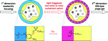 Graphical abstract: Light-triggered conversion of non-ionic into ionic surfactants: towards chameleon detergents for 2-D gel electrophoresis