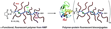 Graphical abstract: First peptide/protein PEGylation with functional polymers designed by nitroxide-mediated polymerization