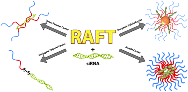 Graphical abstract: RAFT-synthesized copolymers and conjugates designed for therapeutic delivery of siRNA