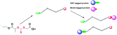 Graphical abstract: Synthesis of heterotelechelic polymers with affinity to glutathione-S-transferase and biotin-tagged proteins by RAFT polymerization and thiol–ene reactions