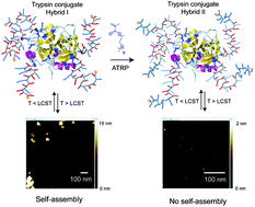Graphical abstract: Responsive hybrid block co-polymer conjugates of proteins–controlled architecture to modulate substrate specificity and solution behaviour