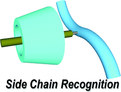 Graphical abstract: Recognition of polymer side chains by cyclodextrins