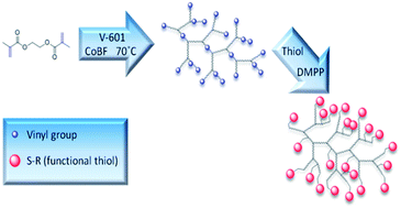 Graphical abstract: Combining catalytic chain transfer polymerisation (CCTP) and thio-Michael addition: enabling the synthesis of peripherally functionalised branched polymers