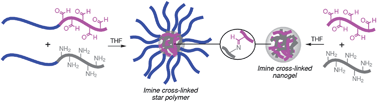 Graphical abstract: The formation of core cross-linked star polymer and nanogel assemblies facilitated by the formation of dynamic covalent imine bonds