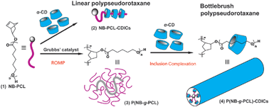 Graphical abstract: Synthesis of novel cylindrical bottlebrush polypseudorotaxane via inclusion complexation of high density poly(ε-caprolactone) bottlebrush polymer and α-cyclodextrins