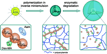 Graphical abstract: Enzymatically degradable nanogels by inverse miniemulsion copolymerization of acrylamide with dextran methacrylates as crosslinkers