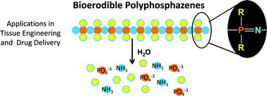 Graphical abstract: Bioerodible polyphosphazenes and their medical potential