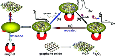 Graphical abstract: Target-induced biomolecular release for sensitive aptamer-based electrochemical detection of small molecules from magnetic graphene