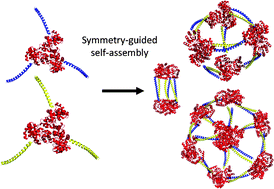 Graphical abstract: Evaluation of a symmetry-based strategy for assembling protein complexes