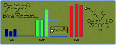 Graphical abstract: Solid phase synthesis of ultra-photostable cyanine NIR dye library
