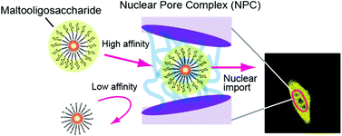 Graphical abstract: Nuclear transport facilitated by the interaction between nuclear pores and carbohydrates