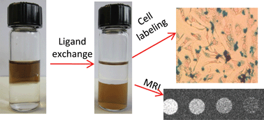 Graphical abstract: A simple method for the synthesis of hyaluronic acid coated magnetic nanoparticles for highly efficient cell labelling and in vivo imaging